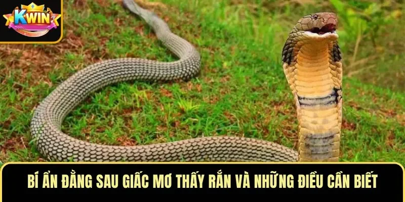 Bí ẩn đằng sau giấc mơ thấy rắn và những điều cần biết
